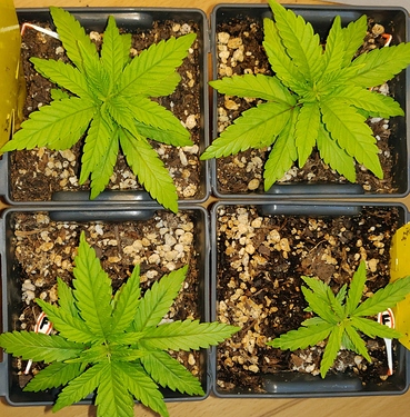 Growreport Bild 1