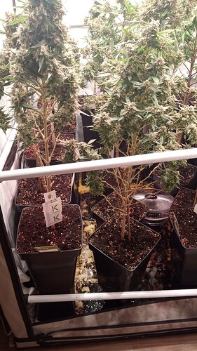 Growreport Bild 4