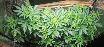 Growreport Bild 3