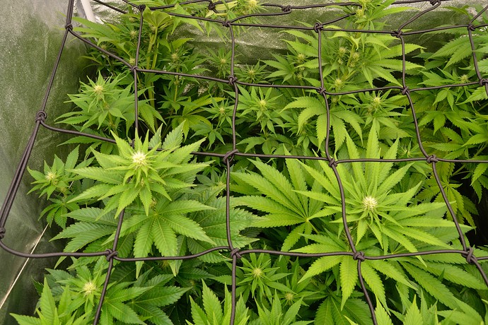 Growreport Bild 3
