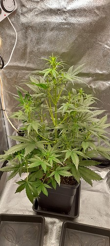Growreport Bild 4