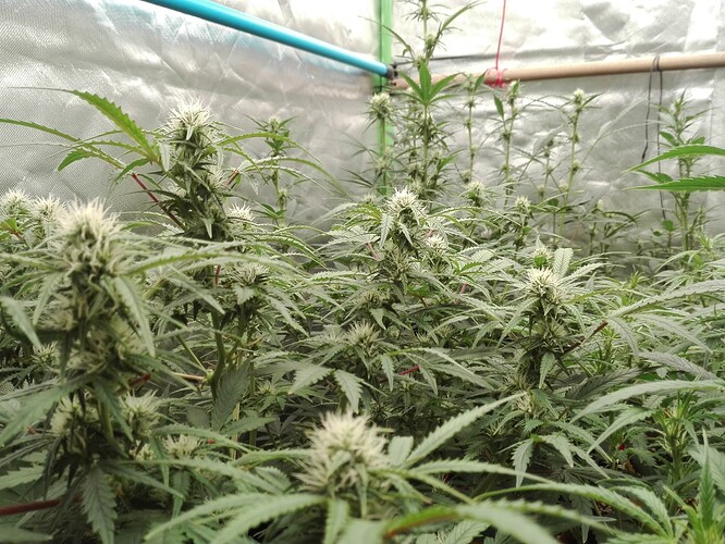 Growreport Bild 3