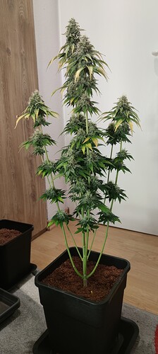 Growreport Bild 1