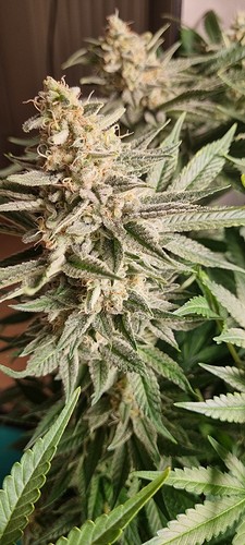 Growreport Bild 4