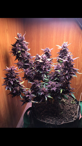 Growreport Bild 6