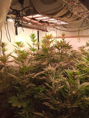 Growreport Bild 51