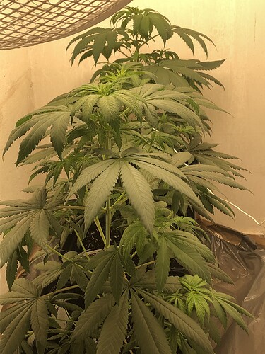 Growreport Bild 5