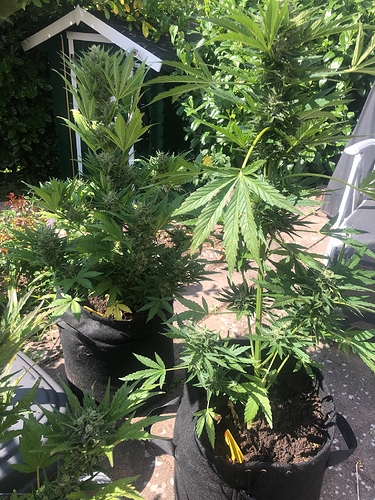 Growreport Bild 6
