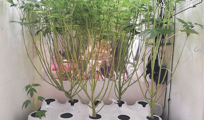 Growreport Bild 5