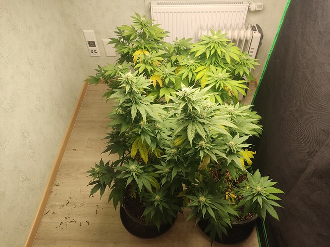 Growreport Bild 2