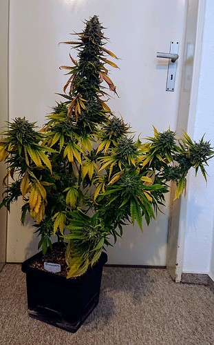 Growreport Bild 7