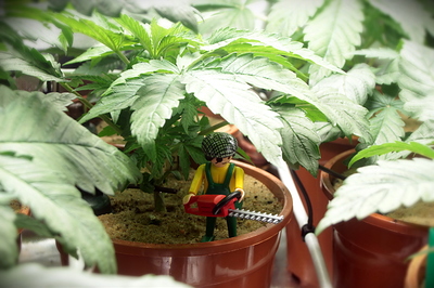 Growreport Bild 3