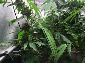 Growreport Bild 3