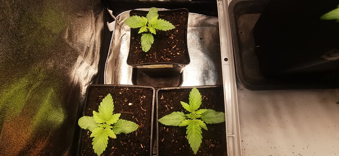 Growreport Bild 26