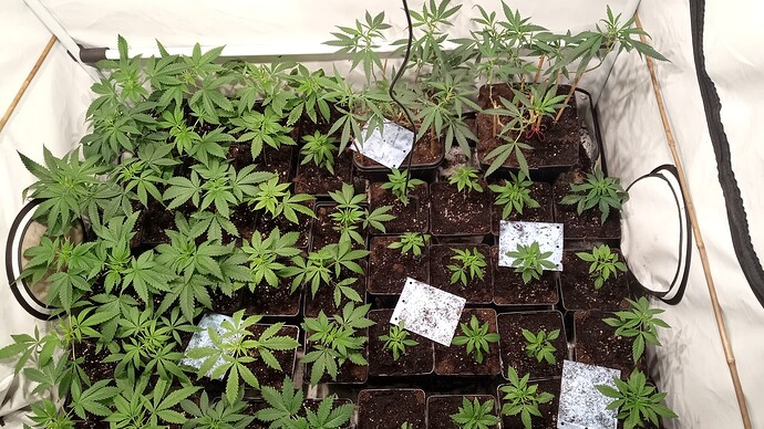 Growreport Bild 14