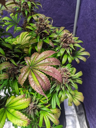 Growreport Bild 64