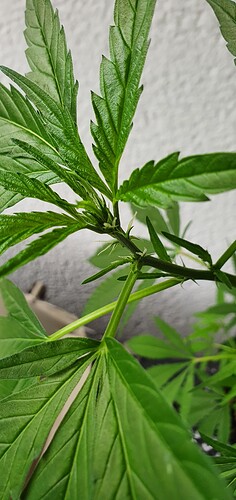 Growreport Bild 18