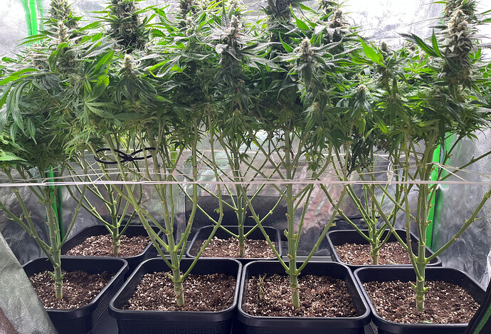 Growreport Bild 3