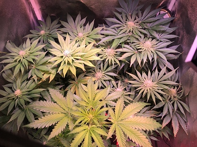 Growreport Bild 18