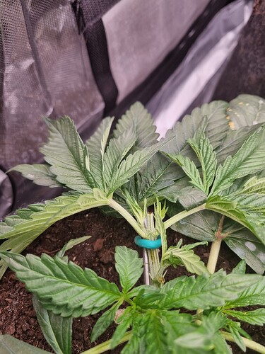 Growreport Bild 25