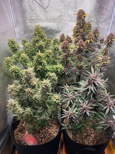 Growreport Bild 1