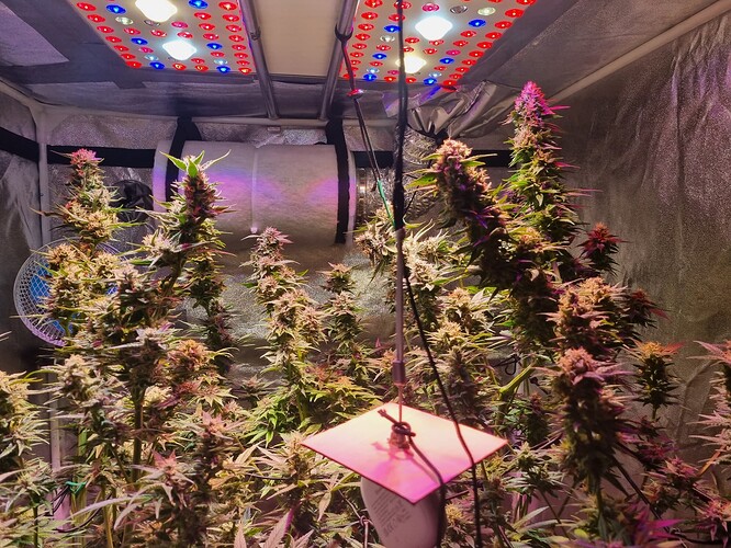 Growreport Bild 20