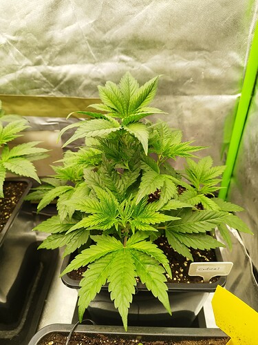 Growreport Bild 12
