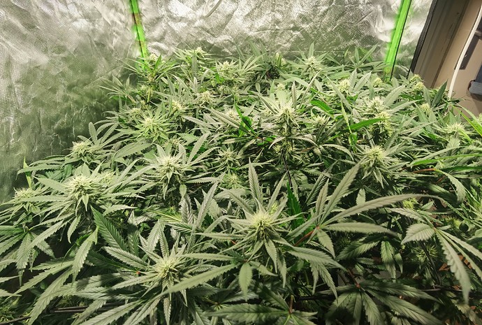 Growreport Bild 2