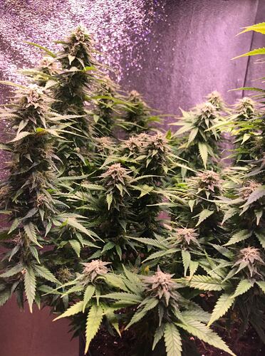 Growreport Bild 3