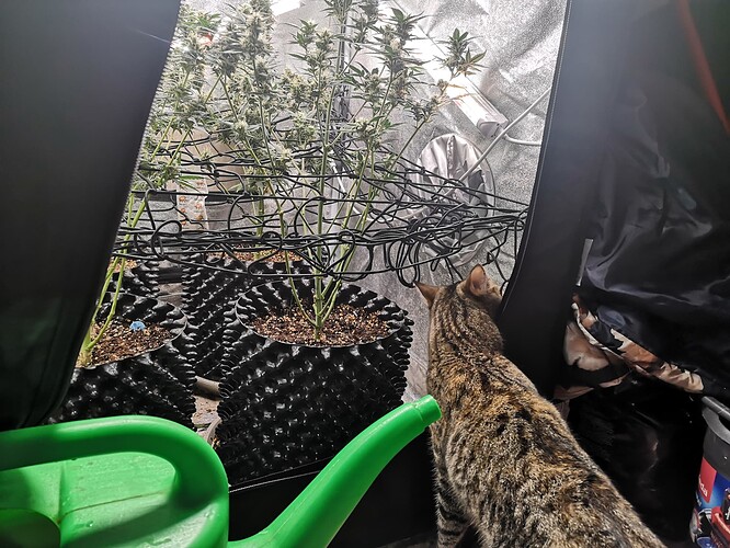 Growreport Bild 1