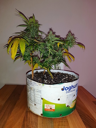 Growreport Bild 4