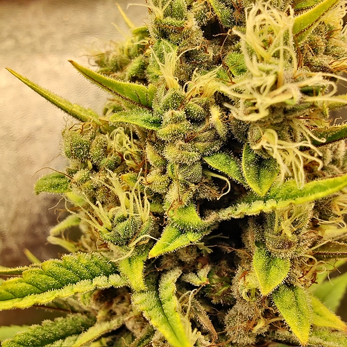 Growreport Bild 11
