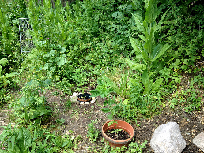 Growreport Bild 5