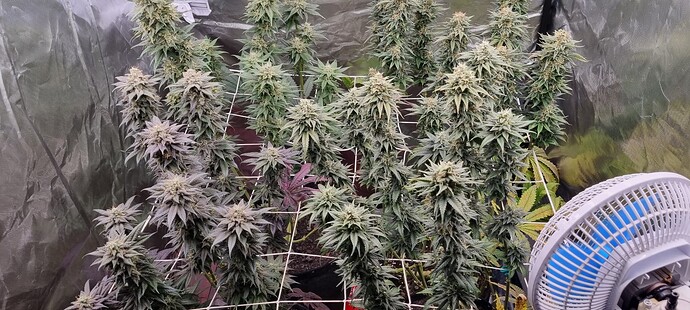 Growreport Bild 33