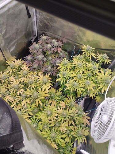 Growreport Bild 1