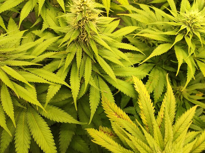 Growreport Bild 2