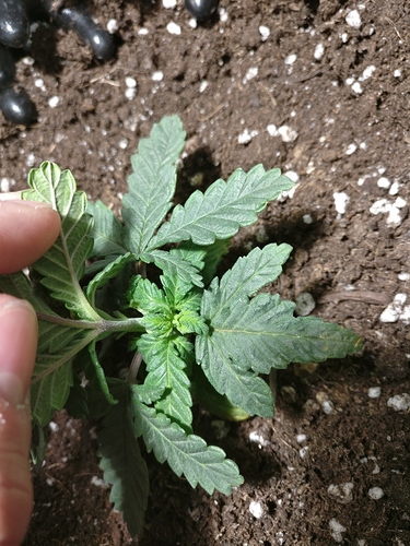 Growreport Bild 10