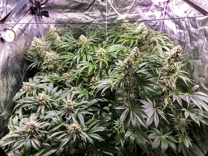 Growreport Bild 3