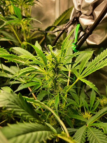 Growreport Bild 13