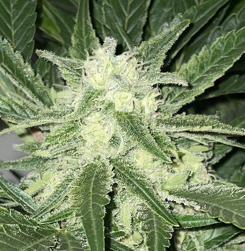 Growreport Bild 42