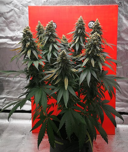 Growreport Bild 2