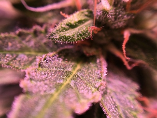 Growreport Bild 22
