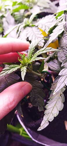 Growreport Bild 6