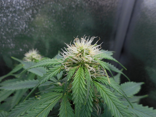 Growreport Bild 4