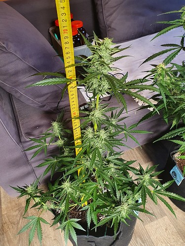 Growreport Bild 8