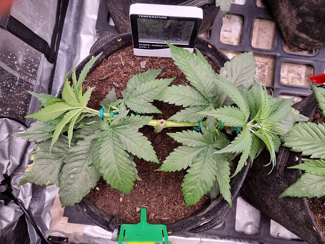 Growreport Bild 45