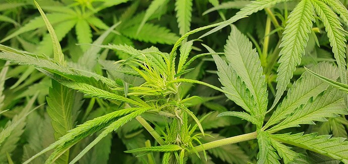 Growreport Bild 6