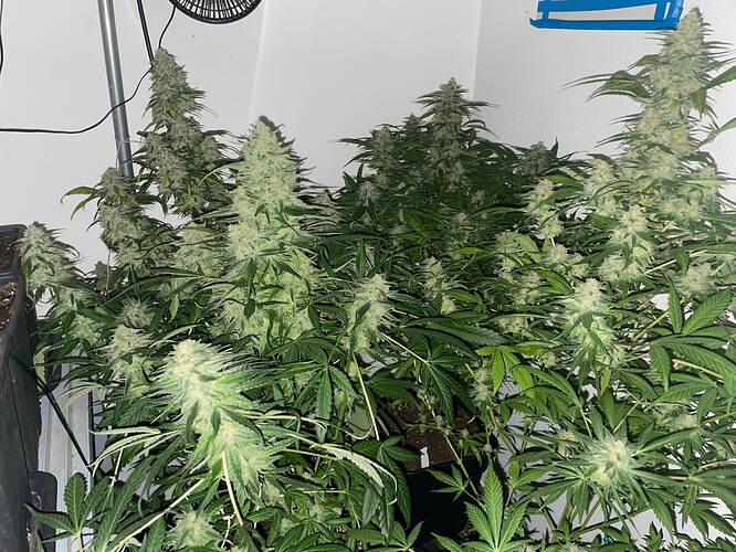 Growreport Bild 32