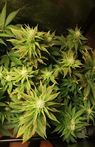 Growreport Bild 43