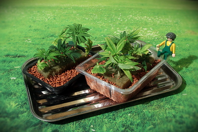 Growreport Bild 14